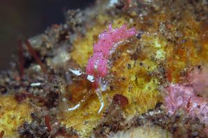 Favorinus mirabilis