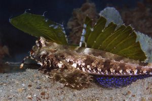 Dactylopus dactylopus