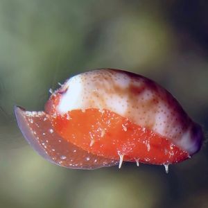 Purpuradusta fimbriata