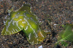 Syphonota geographica