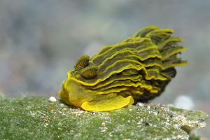 Gymnodoris feyae