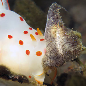 锡兰裸鰓海蛞蝓
