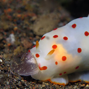 锡兰裸鰓海蛞蝓