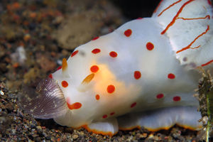 Gymnodoris ceylonica