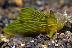 Gymnodoris