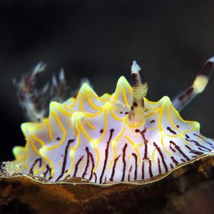 威利盘海蛞蝓