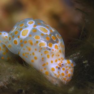 Lamprohaminoea ovalis