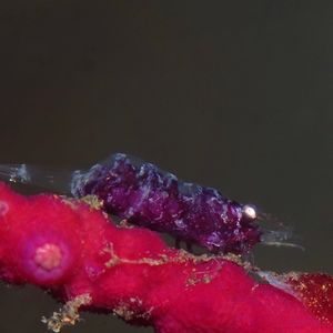 Hamodactylus noumeae