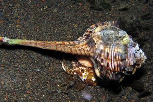 Haustellum haustellum