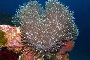 Heteractis magnifica