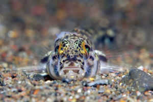 Heteroplopomus barbatus