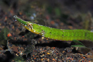 Hippichthys cyanospilos