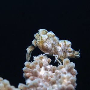 驼背软珊瑚虾