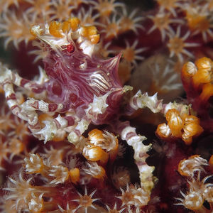 Hoplophrys oatesii