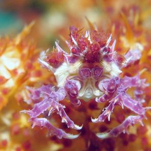 Hoplophrys oatesii