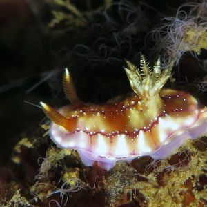 克雷克吐尔多彩海蛞蝓