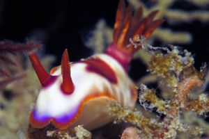 Hypselodoris iba