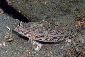 Istigobius decoratus