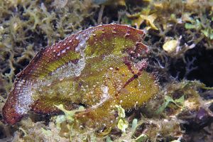 Taenianotus triacanthus