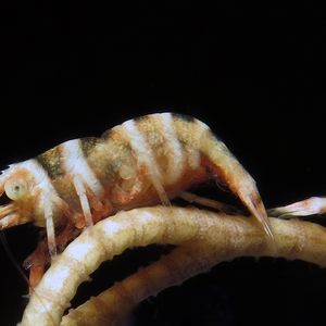 Lipkemenes lanipes