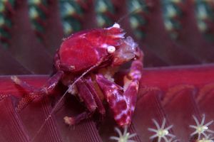 Porcellanella haigae