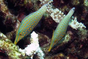 Oxymonacanthus longirostris