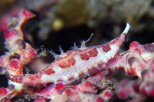 Calcarovula longirostrata