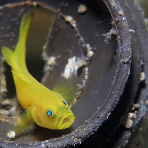 Lubricogobius exiguus