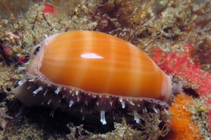 Lyncina carneola