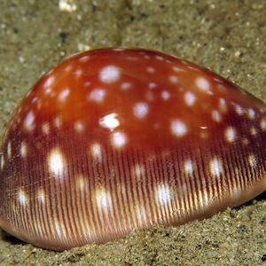 Lyncina vitellus