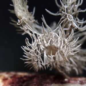 幽灵海蛞蝓