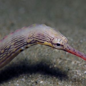红鳍冠海龙