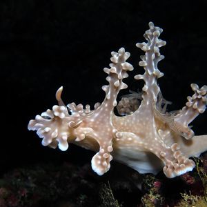 艾伦多彩海蛞蝓