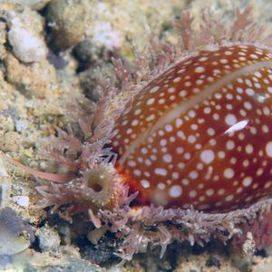Naria miliaris