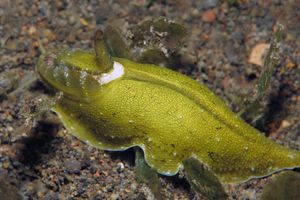 Macroschisma cuspidatum