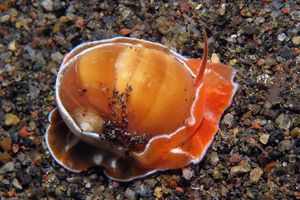 Naticarius orientalis