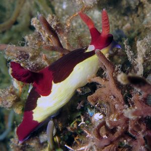 Nembrotha chamberlaini