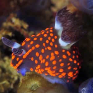 Nembrotha yonowae