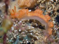 红羽灰翼海蛞蝓