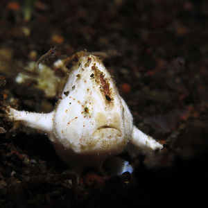 Nudiantennarius subteres