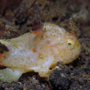 Nudiantennarius subteres