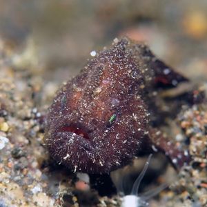 Nudiantennarius subteres