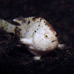 Nudiantennarius subteres