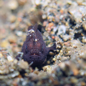 Nudiantennarius subteres