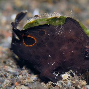 Nudiantennarius subteres
