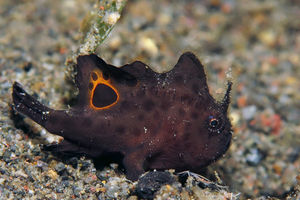 Nudiantennarius subteres