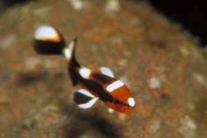 Plectorhinchus vittatus