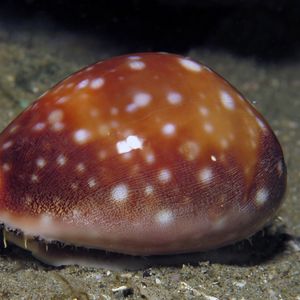 Lyncina vitellus
