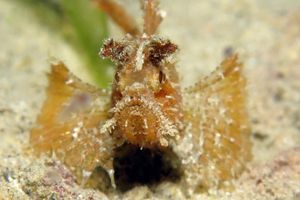 Hipposcorpaena filamentosus