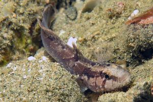 Callogobius hasseltii